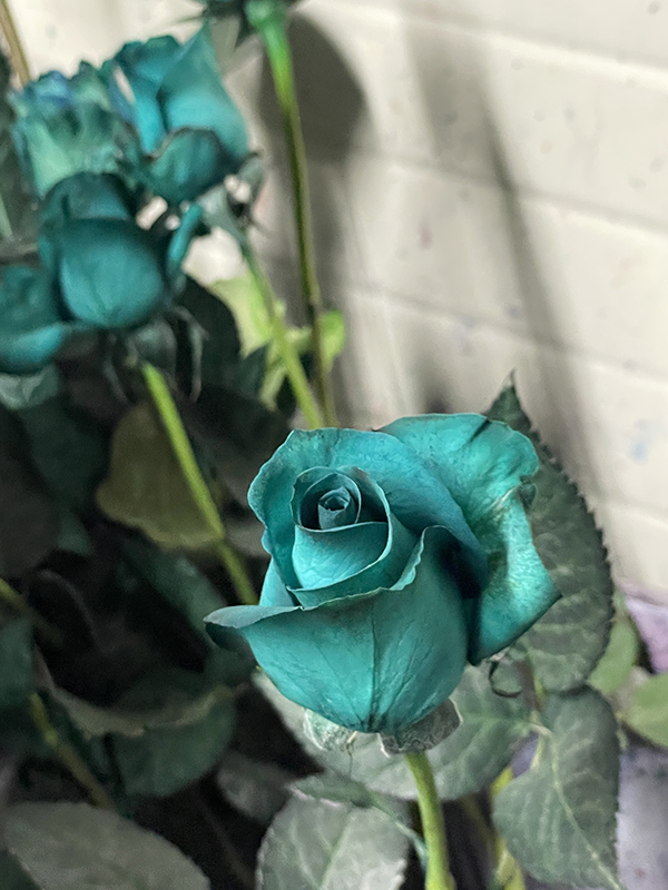 Painted and Tinted roses