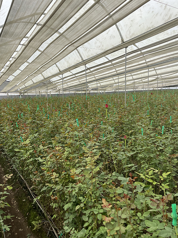 Nevado Farms Greenhouse