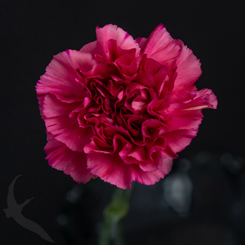 CARNATION BERNARD | Fresh-o-Fair