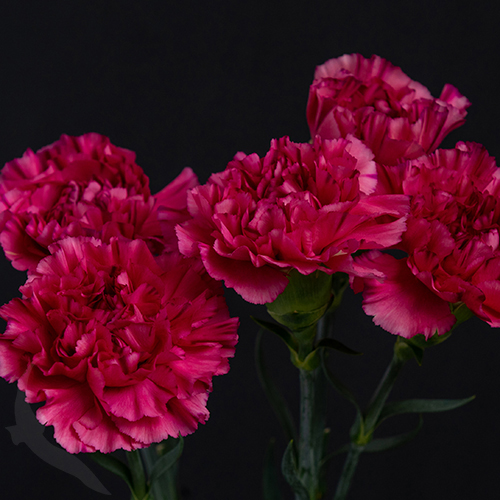 CARNATION BERNARD | Fresh-o-Fair