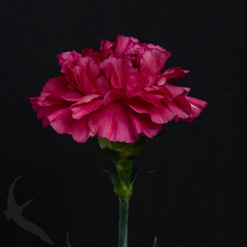 CARNATION BERNARD | Fresh-o-Fair