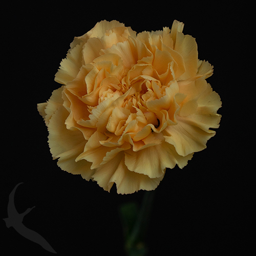 CARNATION CAROLINE GOLD FreshoFair