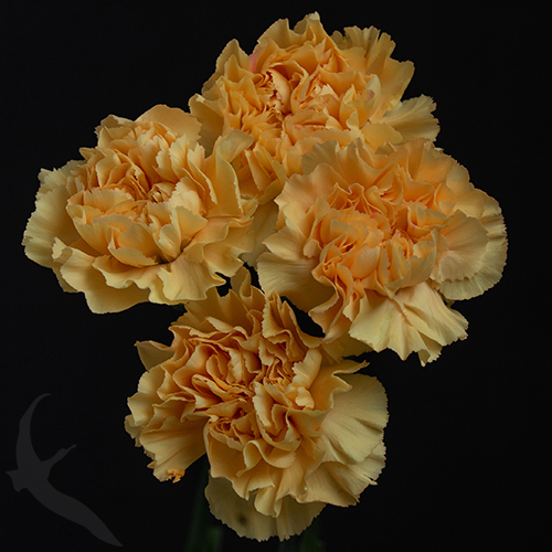 CARNATION CAROLINE GOLD FreshoFair