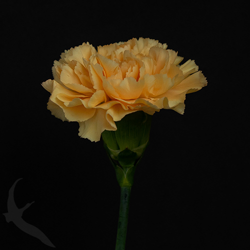 CARNATION CAROLINE GOLD FreshoFair