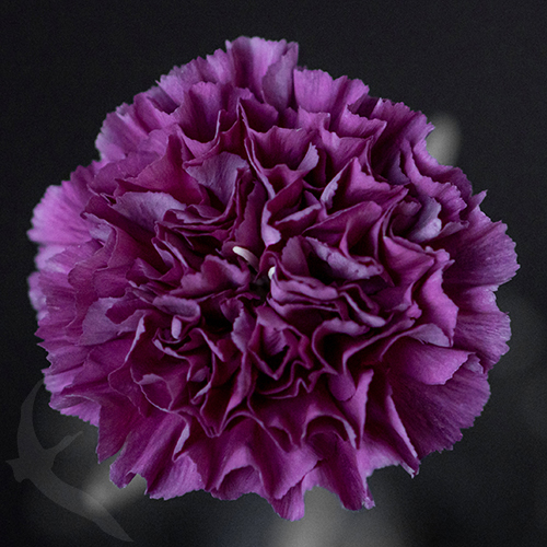 CARNATION COBALT THRILL ® | Fresh-o-Fair