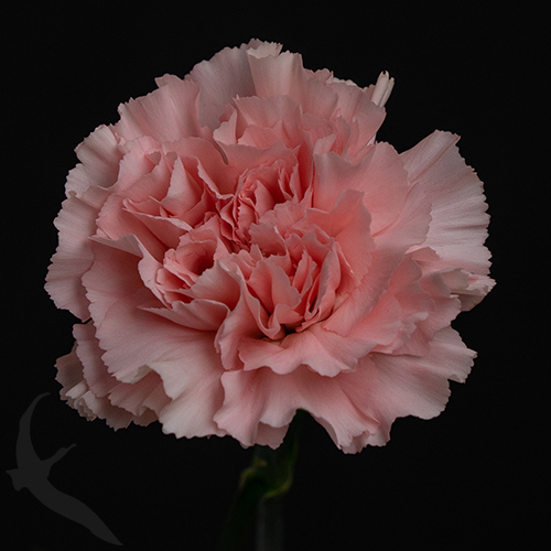 CARNATION DONCEL | Fresh-o-Fair