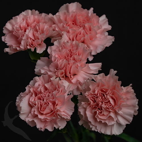 CARNATION DONCEL | Fresh-o-Fair