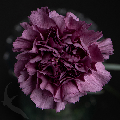 CARNATION EXTASIS | Fresh-o-Fair