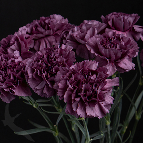 CARNATION EXTASIS FreshoFair