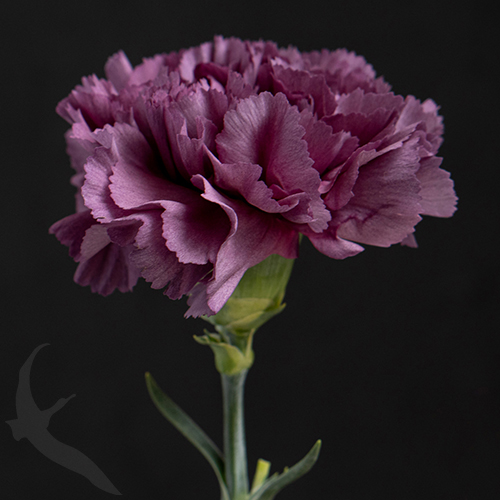 CARNATION EXTASIS FreshoFair