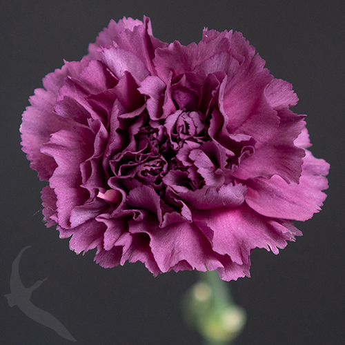 CARNATION EXTASIS | Fresh-o-Fair