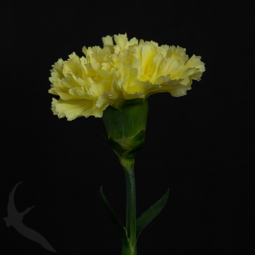 CARNATION HERMES FreshoFair
