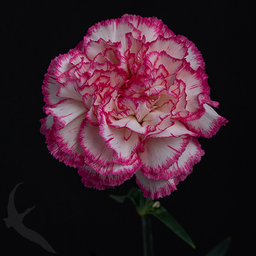 CARNATION KOMACHI | Fresh-o-Fair