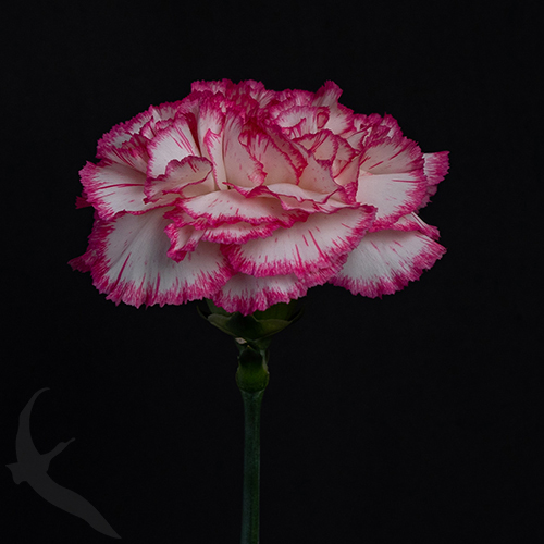 CARNATION KOMACHI | Fresh-o-Fair