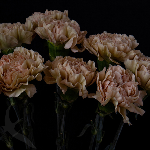 CARNATION LEGE MARRONE | Fresh-o-Fair