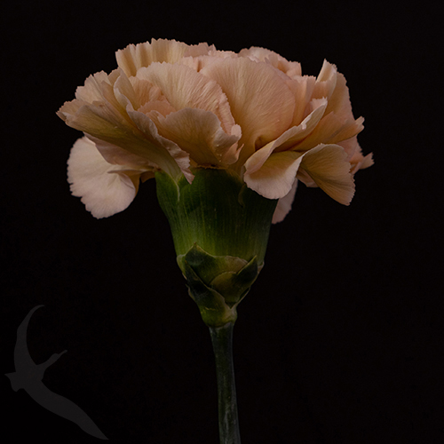 CARNATION LEGE MARRONE | Fresh-o-Fair