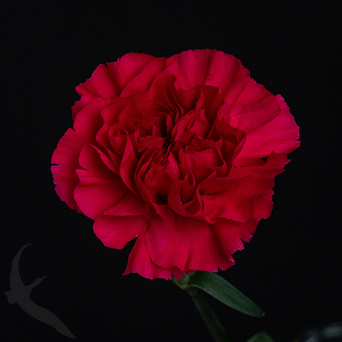 CARNATION MANDALAY | Fresh-o-Fair