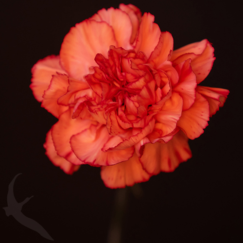 CARNATION MEGAN | Fresh-o-Fair