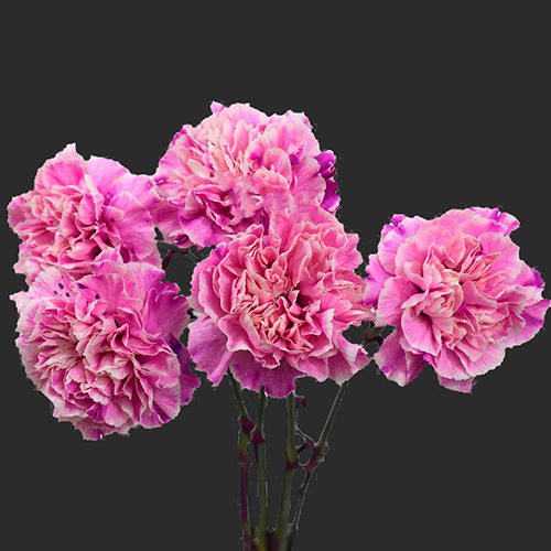 CARNATION MINAMI DYED VERONA | Fresh-o-Fair