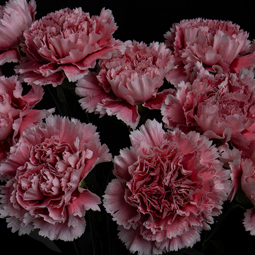 CARNATION NOBBIO ® ARGENTA | Fresh-o-Fair