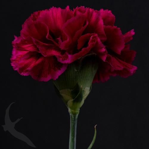 CARNATION NOBBIO ® PARTY FreshoFair