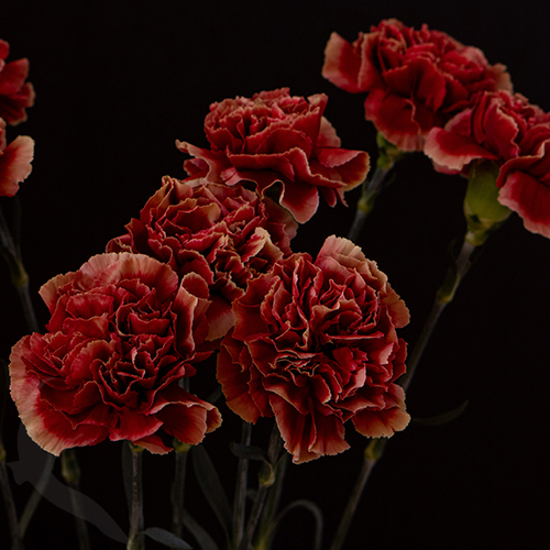CARNATION PIET | Fresh-o-Fair