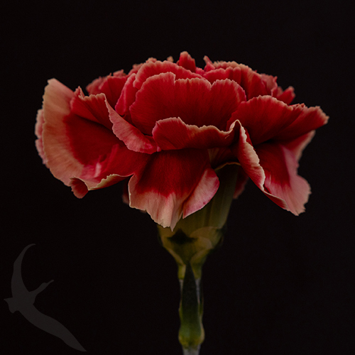CARNATION PIET | Fresh-o-Fair