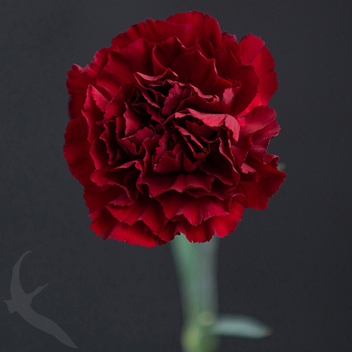 CARNATION ZURIGO | Fresh-o-Fair