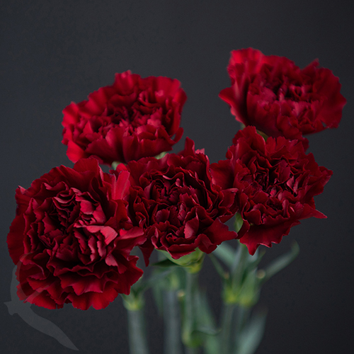 CARNATION ZURIGO FreshoFair