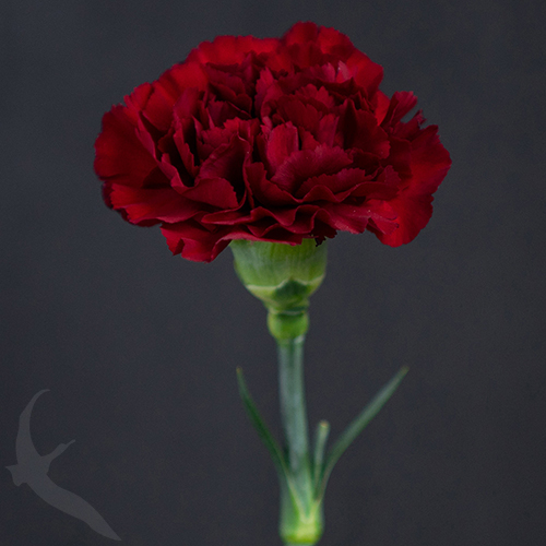 CARNATION ZURIGO FreshoFair