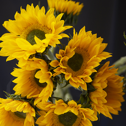 SUNFLOWER VINCENT FRESH FreshoFair